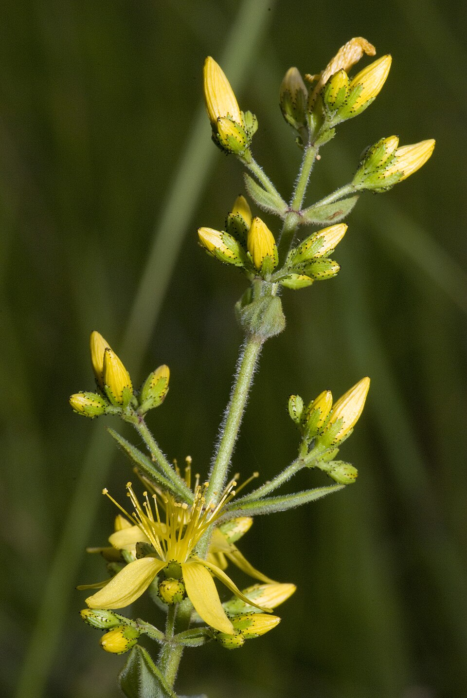 Hypericum hirsutum (Hairy St John's-wort)