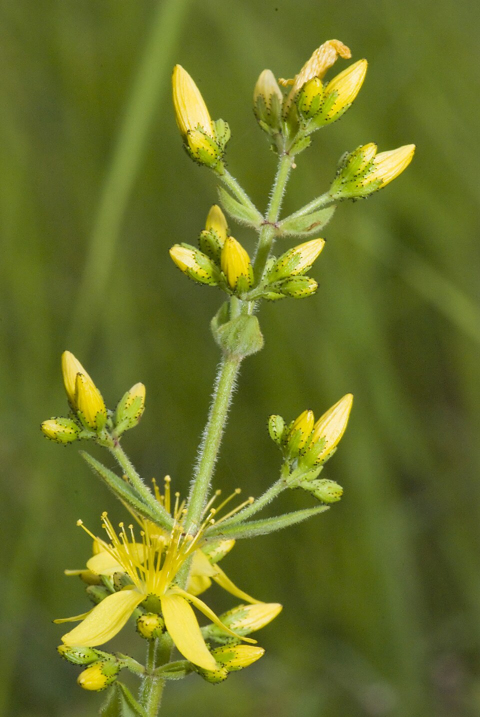 Hypericum hirsutum (Hairy St John's-wort)