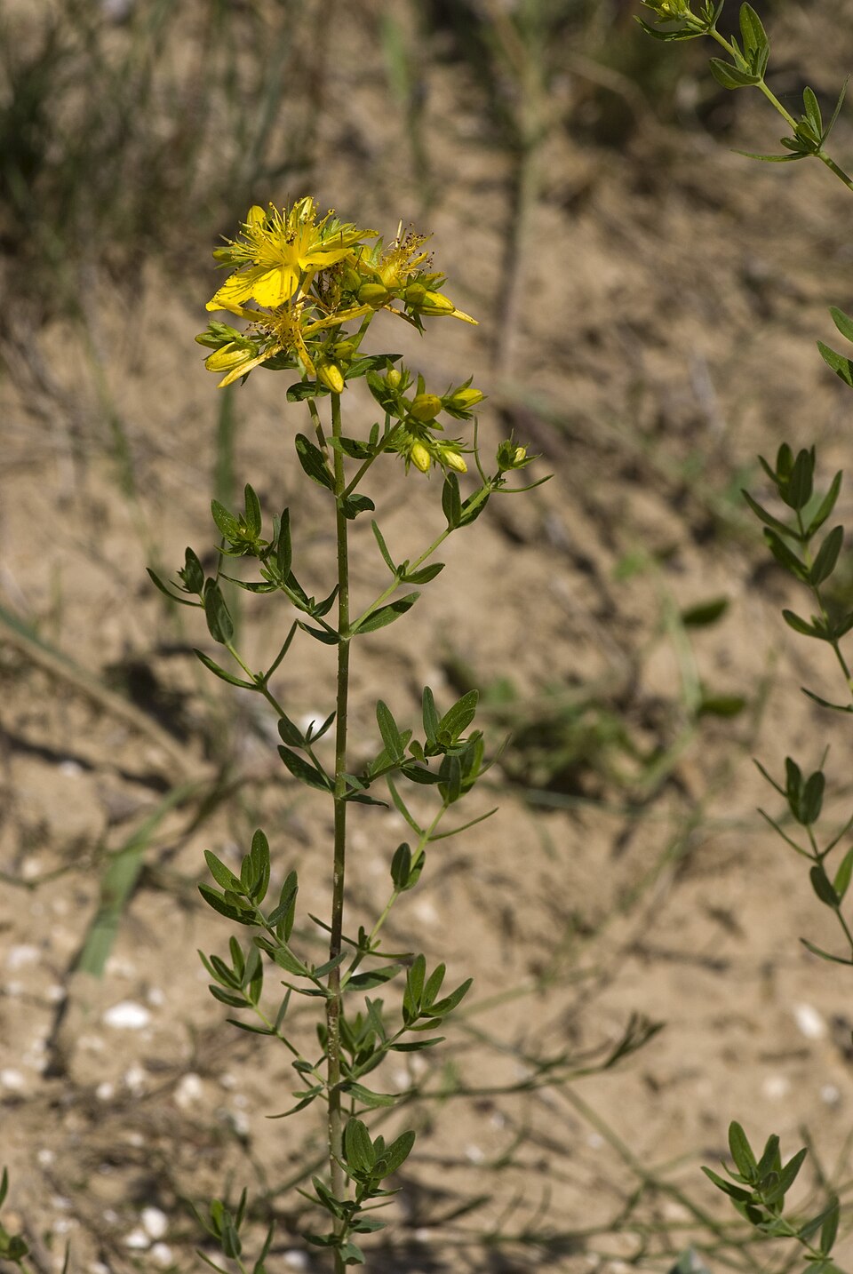 Hypericum perforatum (common St. Johnswort) (alternate view 6)
