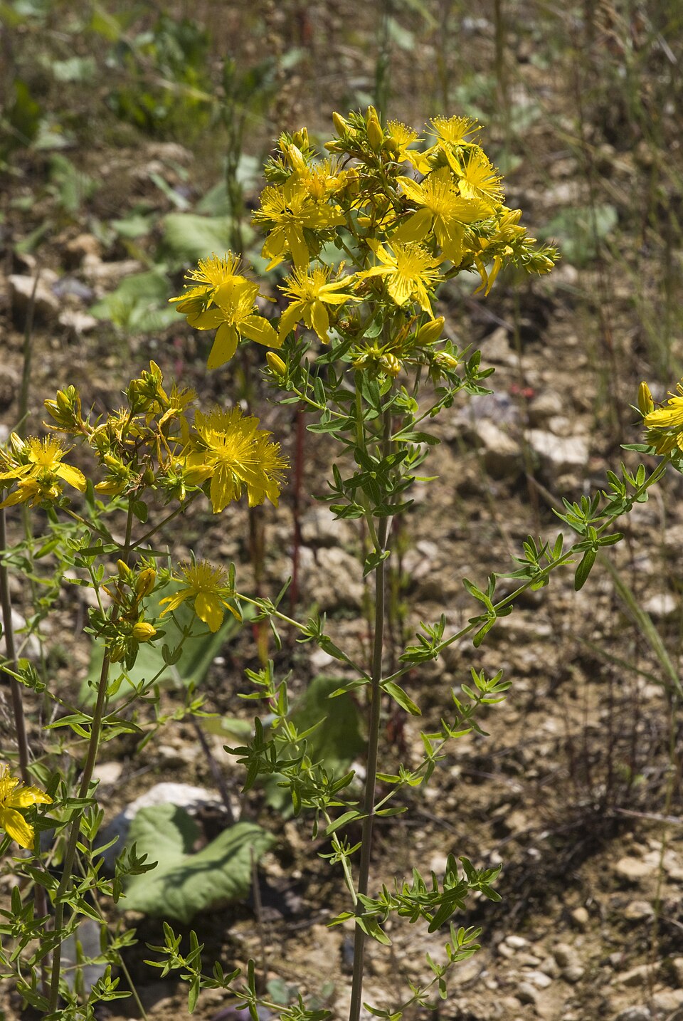 Hypericum perforatum (common St. Johnswort) (alternate view 7)