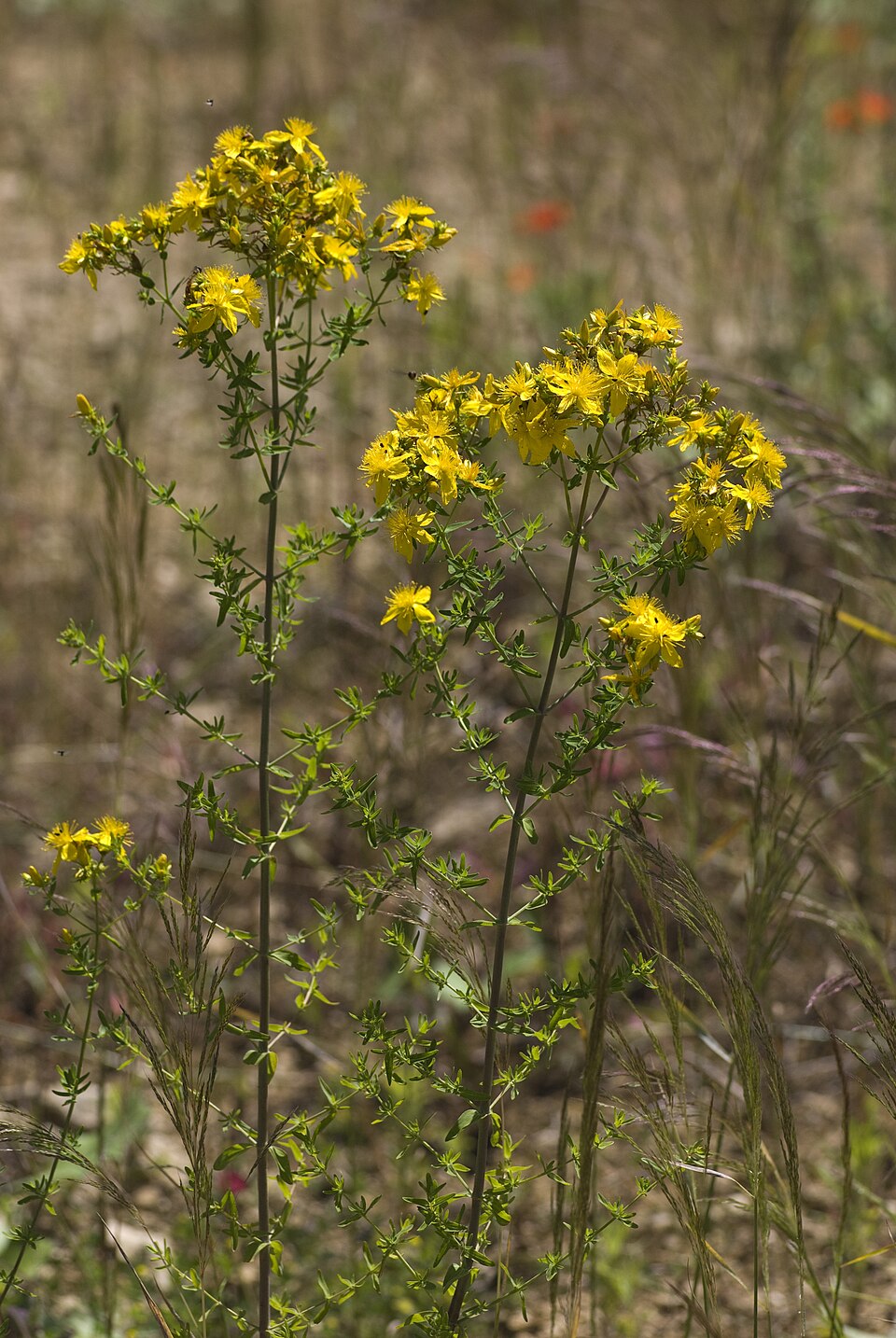 Hypericum perforatum (common St. Johnswort) (alternate view 8)