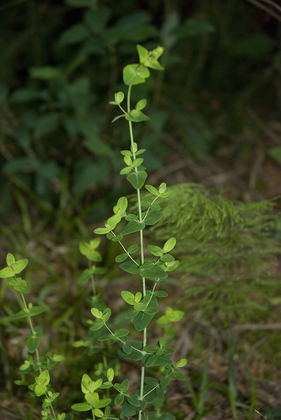 Hypericum pulchrum (Slender St John's-wort)