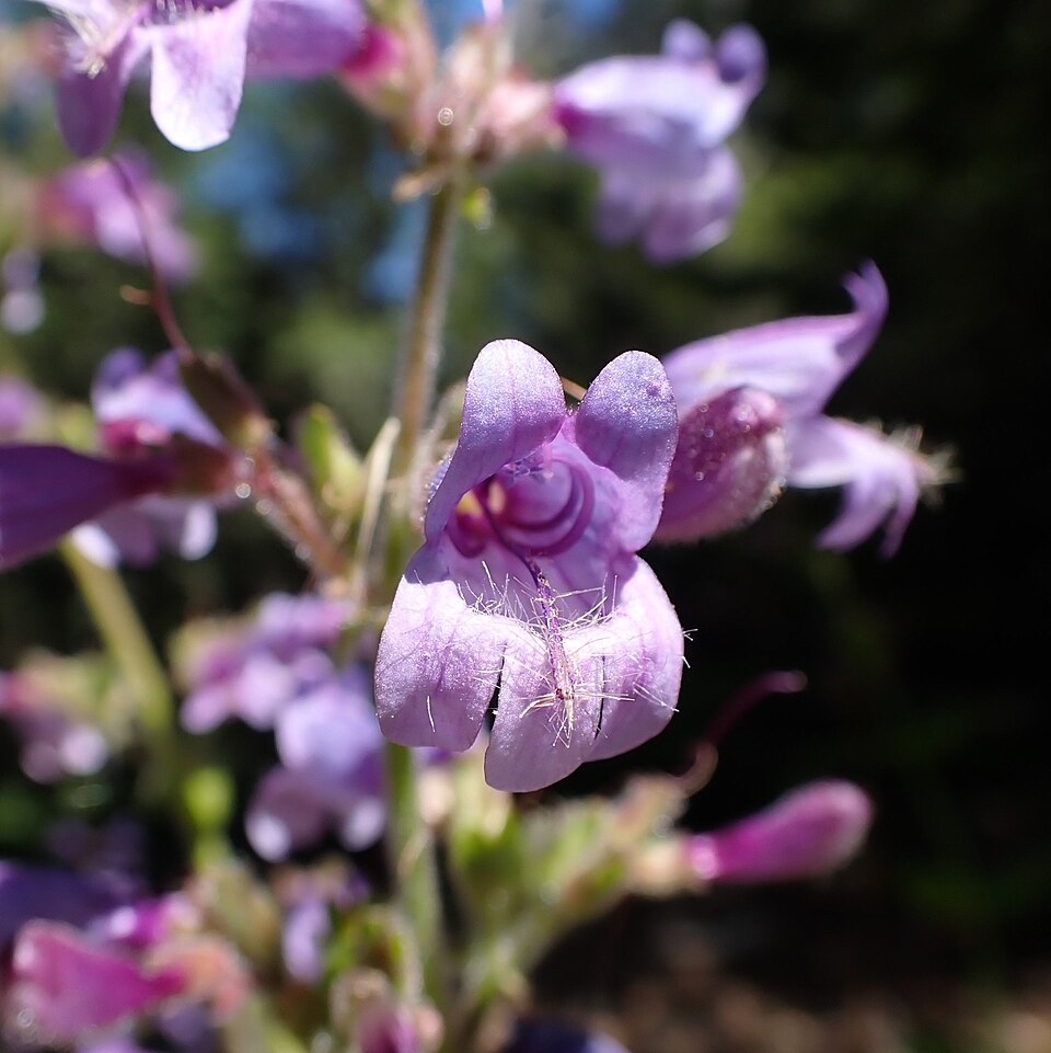 Penstemon rattanii (Rattan's Penstemon) (alternate view 7)