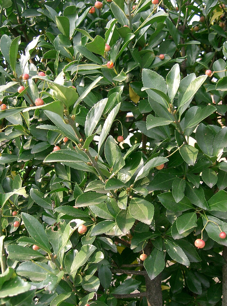 Euonymus japonicus (Japanese Euonymus) (alternate view 8)