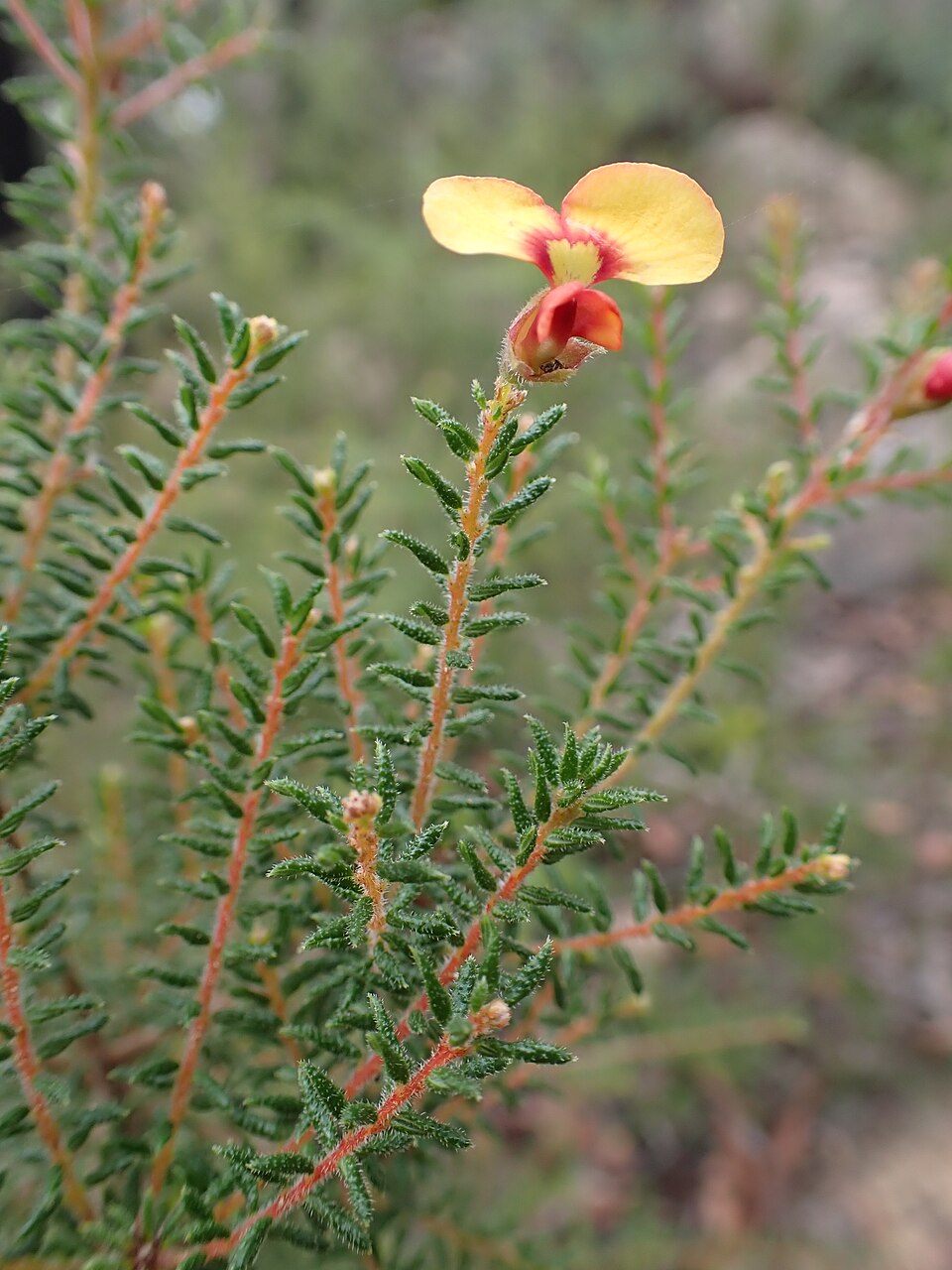 Dillwynia phylicoides (small-leaf parrot-pea) (alternate view 3)