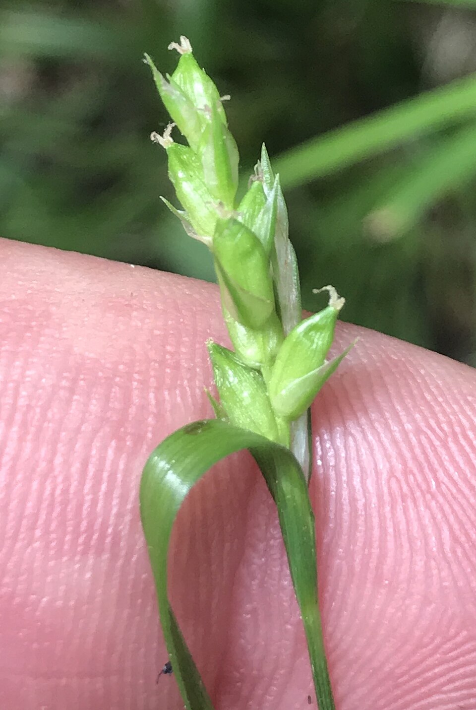 Carex amphibola (Creek Sedge) (alternate view 6)