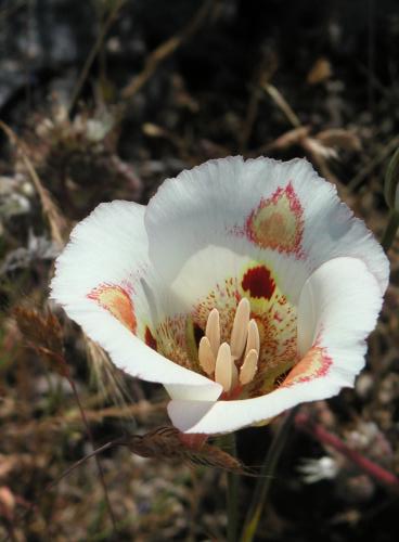 Calochortus venustus (Butterfly Mariposa Lily) (alternate view 4)