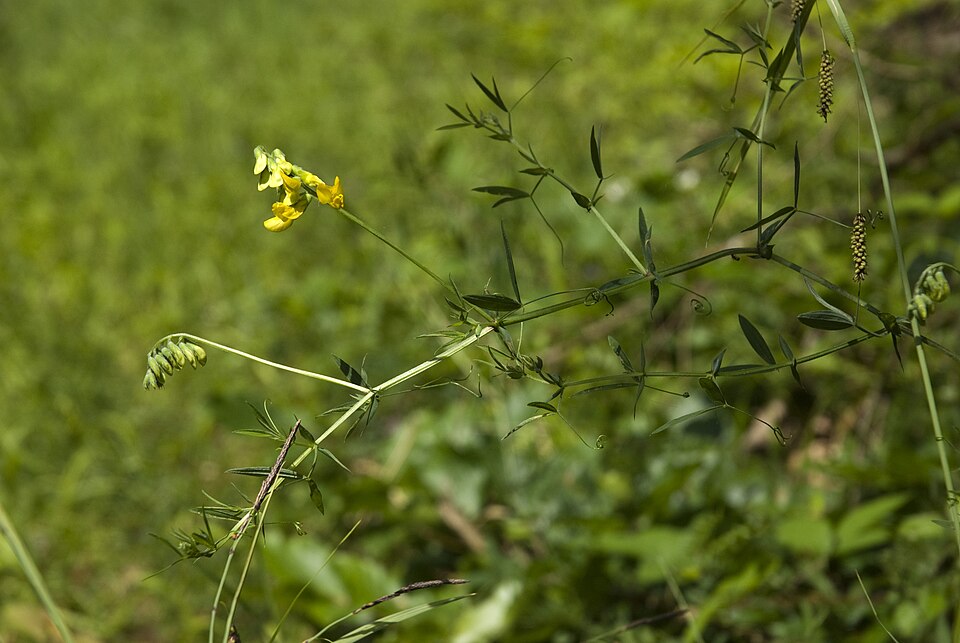 Lathyrus pratensis (meadow pea)