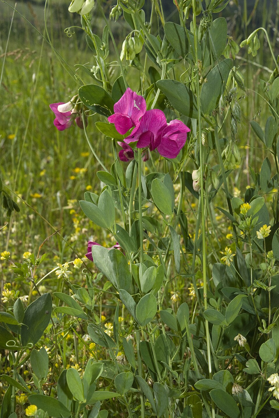 Lathyrus tuberosus (alternate view 8)