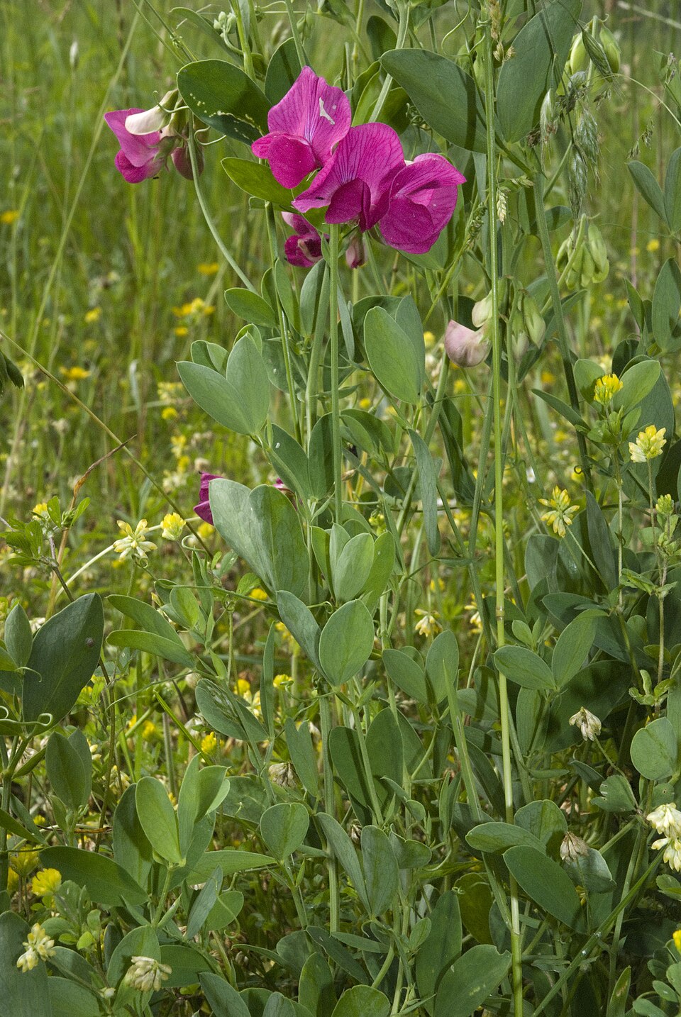 Lathyrus tuberosus (alternate view 9)