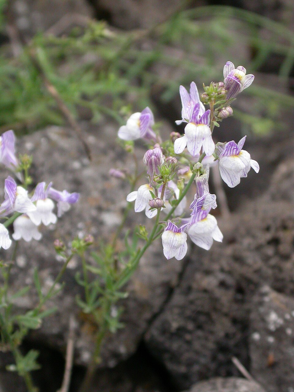Linaria repens (Pale Toadflax) (alternate view 8)