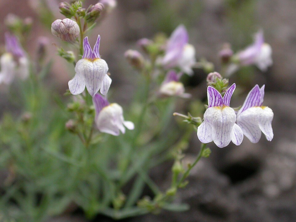 Linaria repens (Pale Toadflax) (alternate view 9)