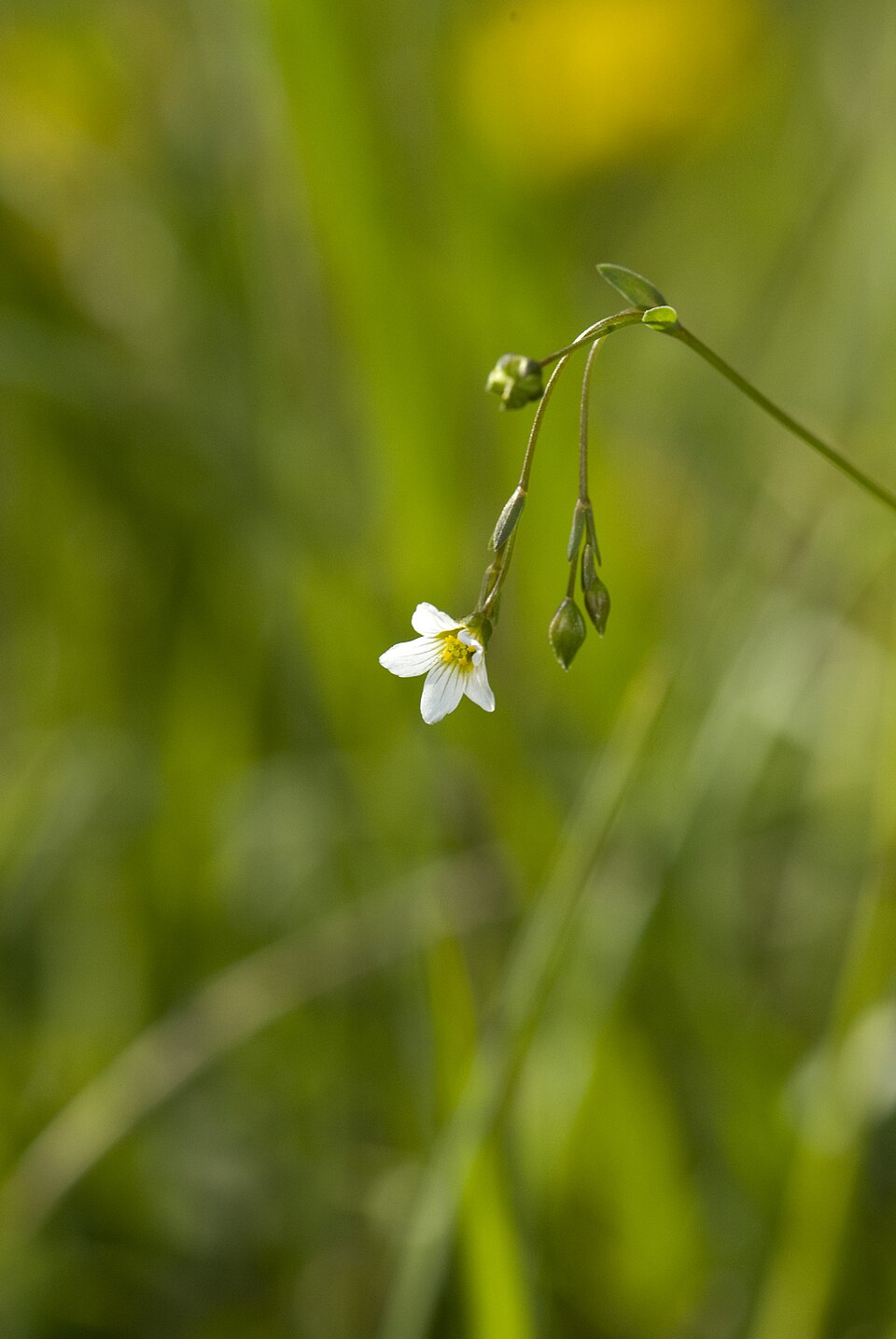 Linum catharticum (Fairy Flax)