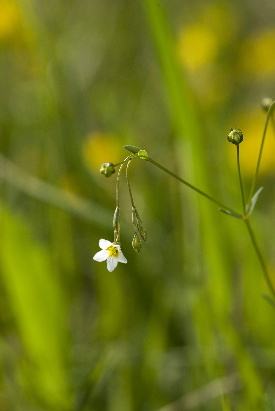 Linum catharticum (Fairy Flax)
