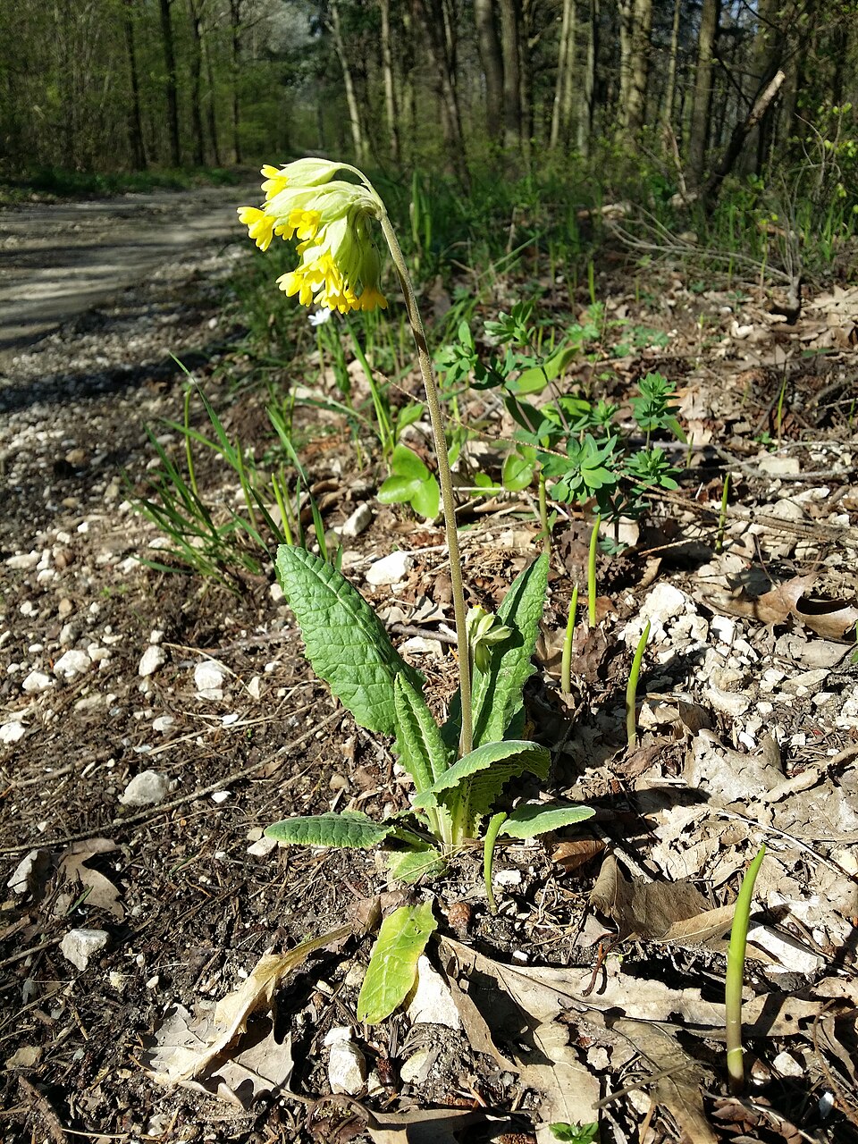 Primula veris (Cowslip)