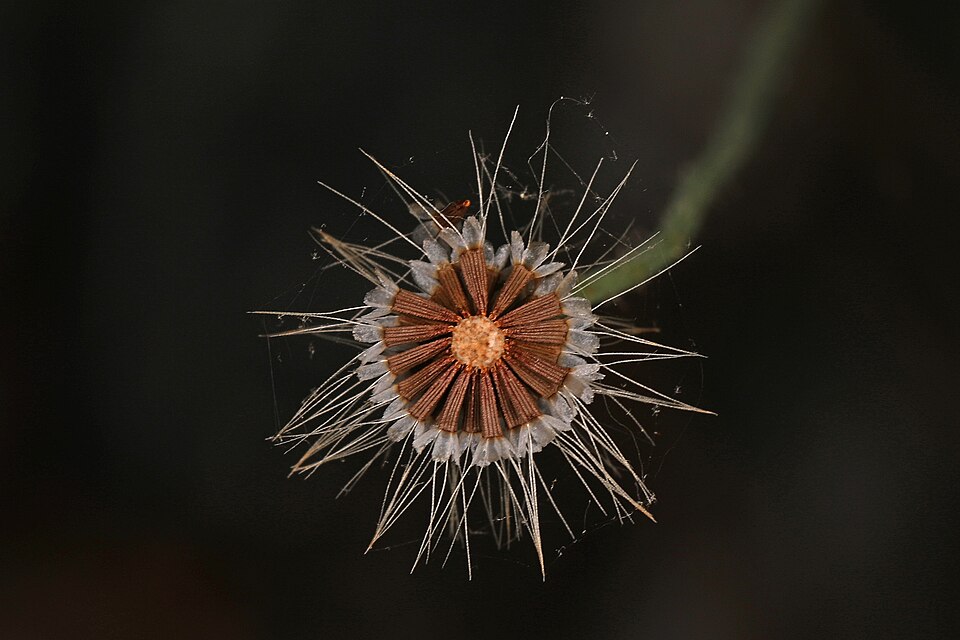 Krigia virginica (Virginia dwarfdandelion) (alternate view 9)