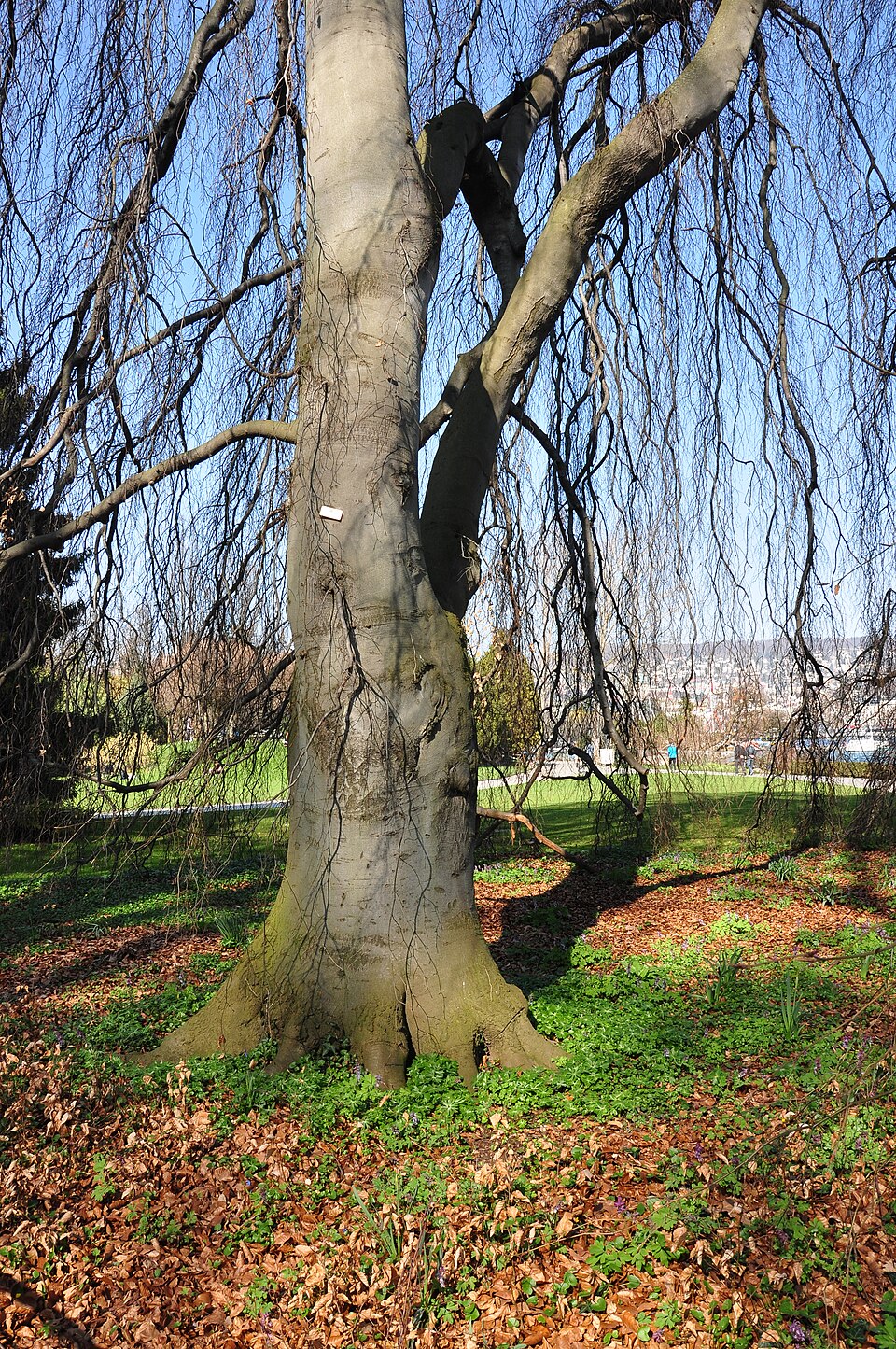 Fagus sylvatica 'Pendula' (weeping beech) (alternate view 2)