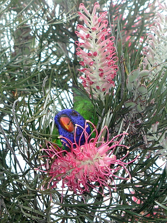 Grevillea banksii (Scarlet Grevillea) (alternate view 7)
