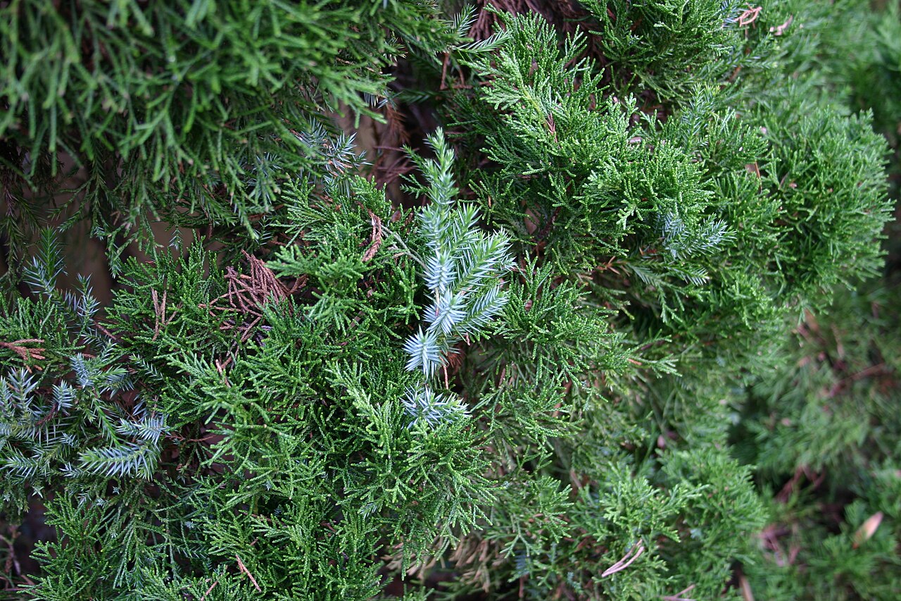 Juniperus chinensis, Chinese juniper — upright evergreen (Cupressaceae) (image 1 of 8)