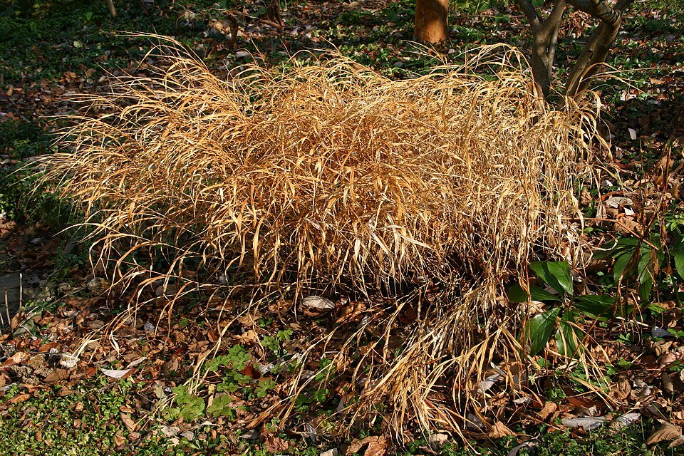 Hakonechloa macra (Hakone grass) (alternate view 6)