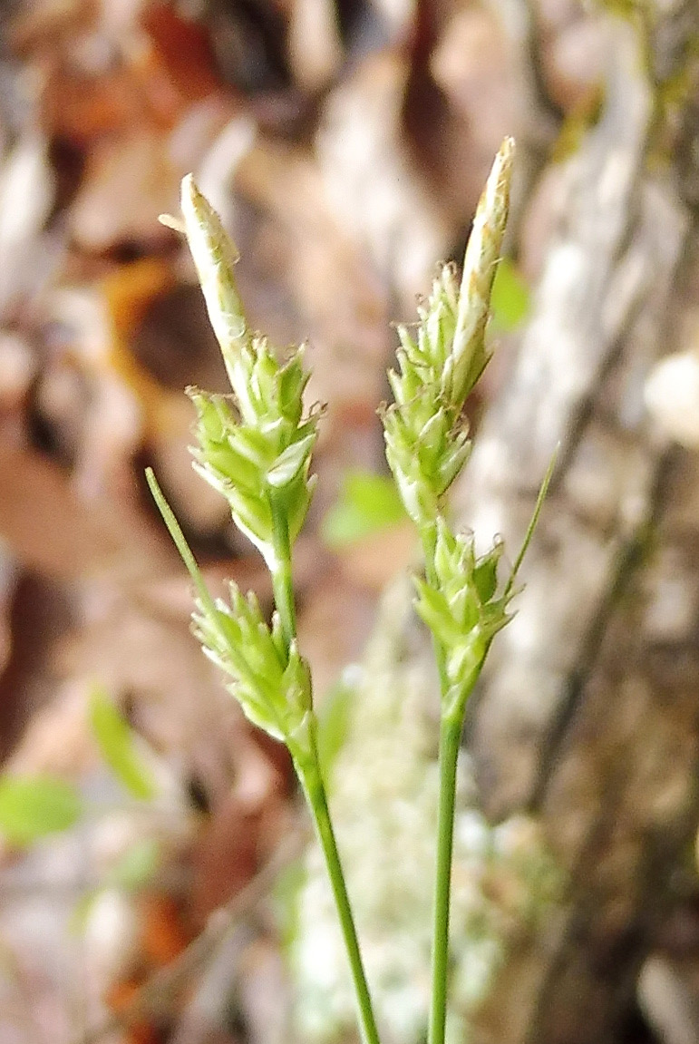 Carex albicans (White-Tinged Sedge) (alternate view 7)