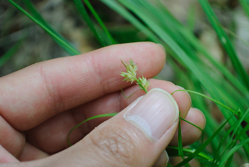 Carex albicans (White-Tinged Sedge) (alternate view 8)