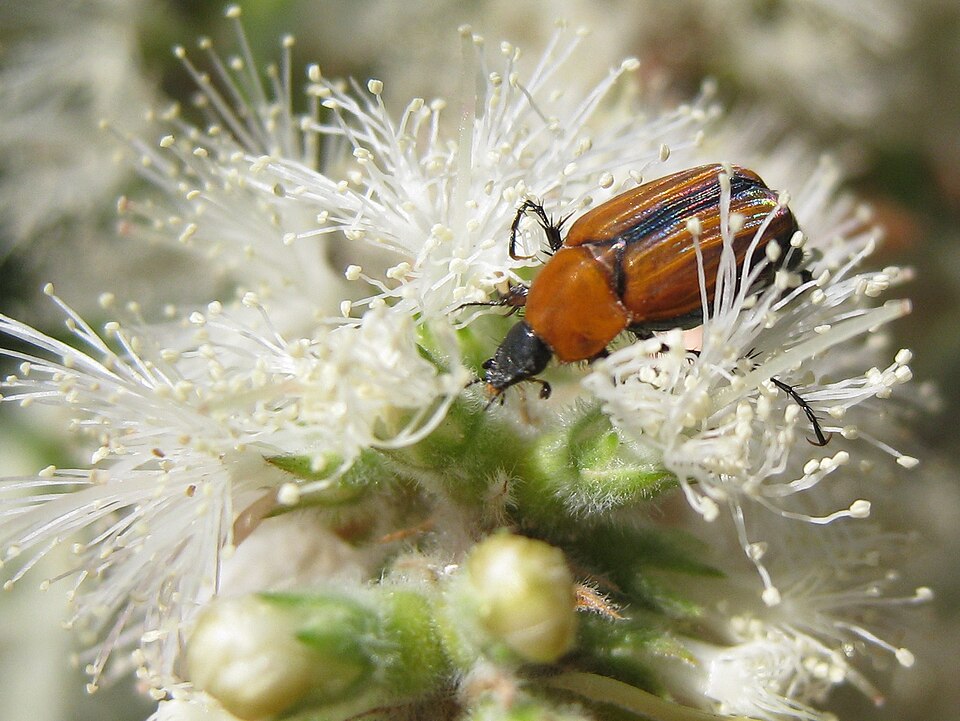 Kunzea ambigua (Butterfly Bush) (alternate view 7)