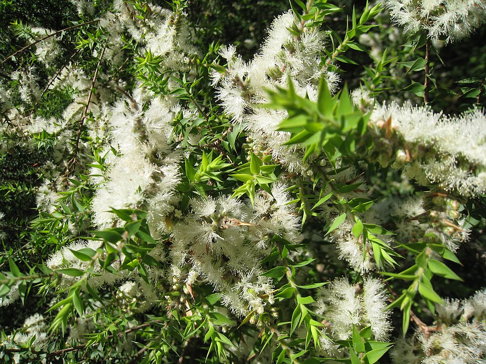 Kunzea ambigua (Butterfly Bush) (alternate view 8)