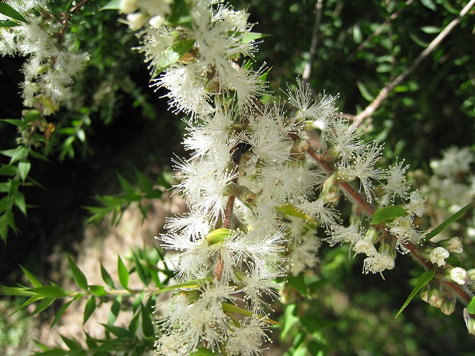 Kunzea ambigua (Butterfly Bush) (alternate view 9)