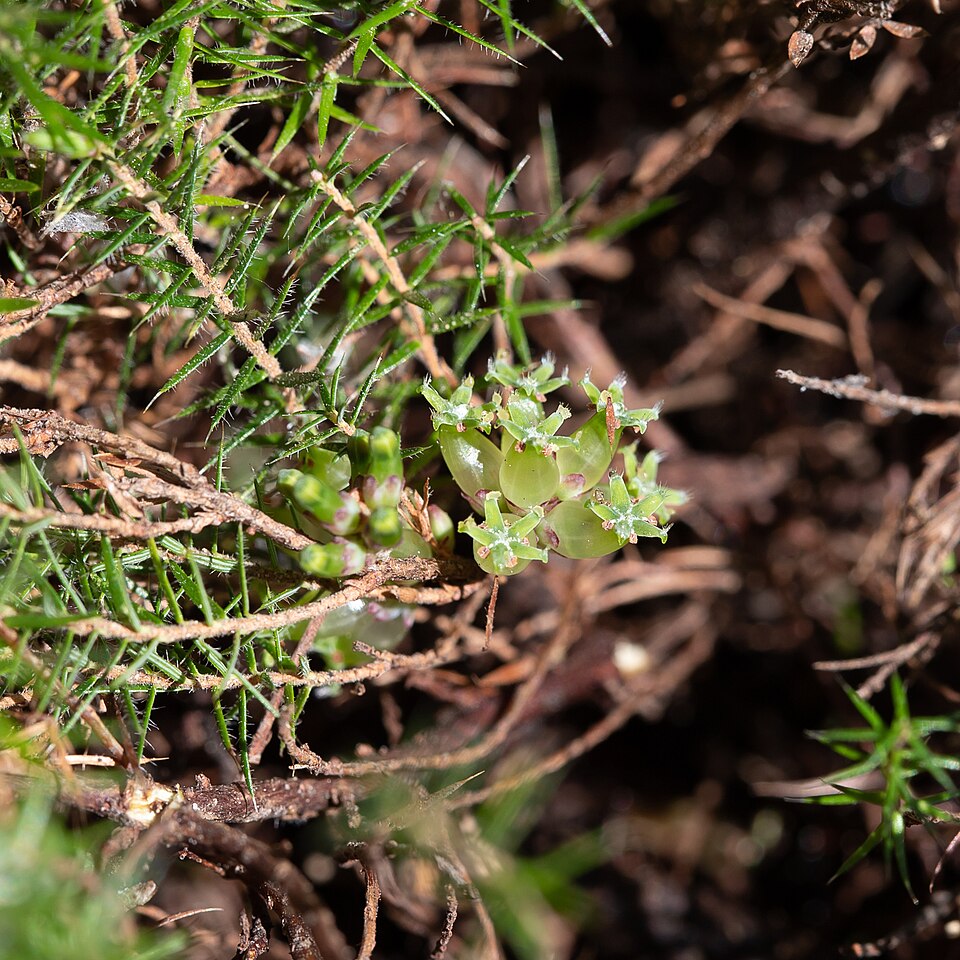 Acrotriche serrulata (Honey-pots) (alternate view 7)