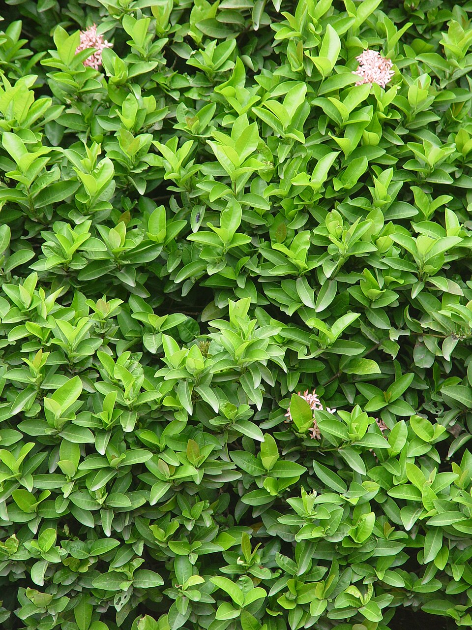 Ixora coccinea (Jungle flame)