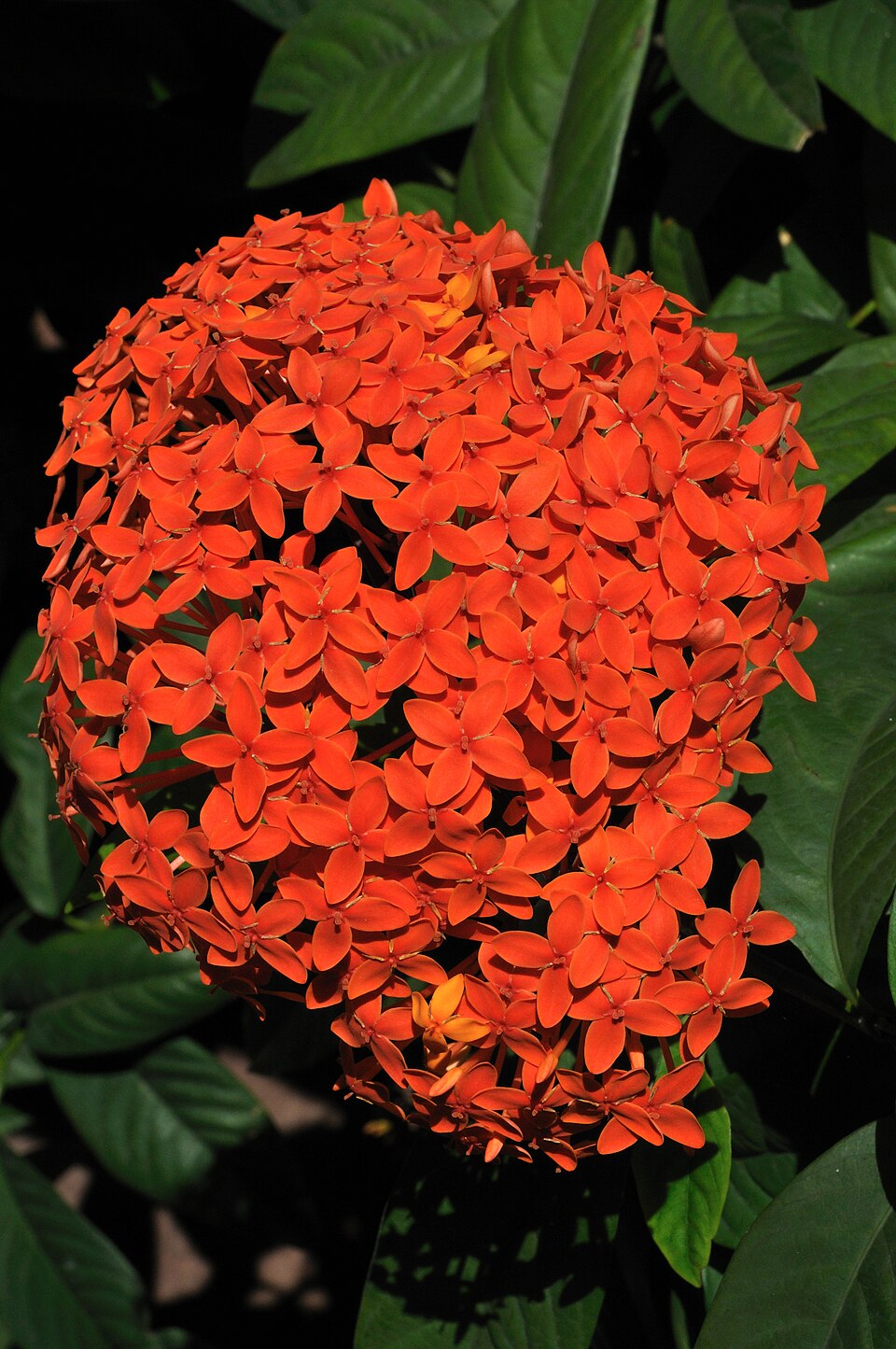 Ixora coccinea (Jungle flame)