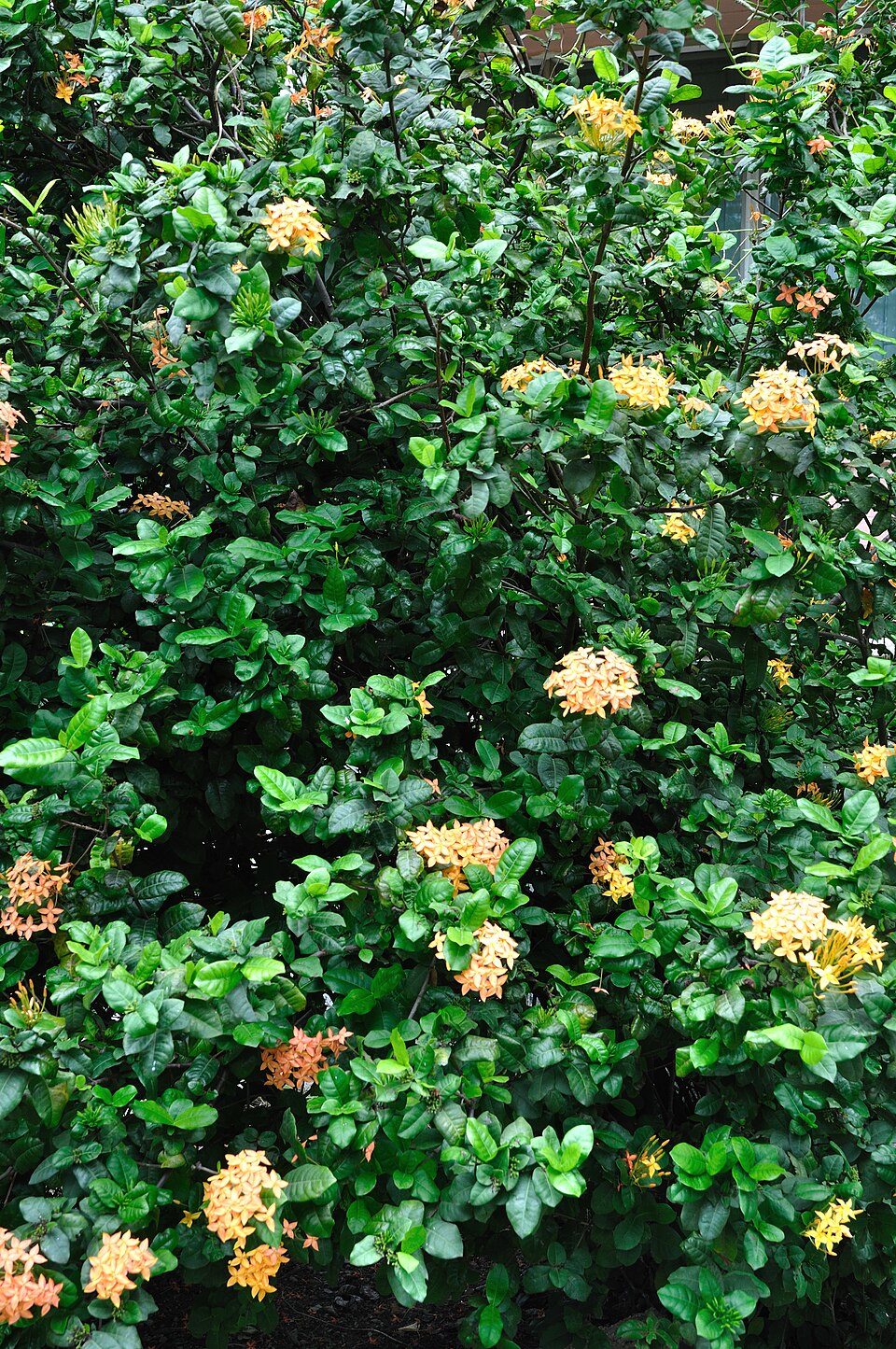 Ixora coccinea (Jungle flame)