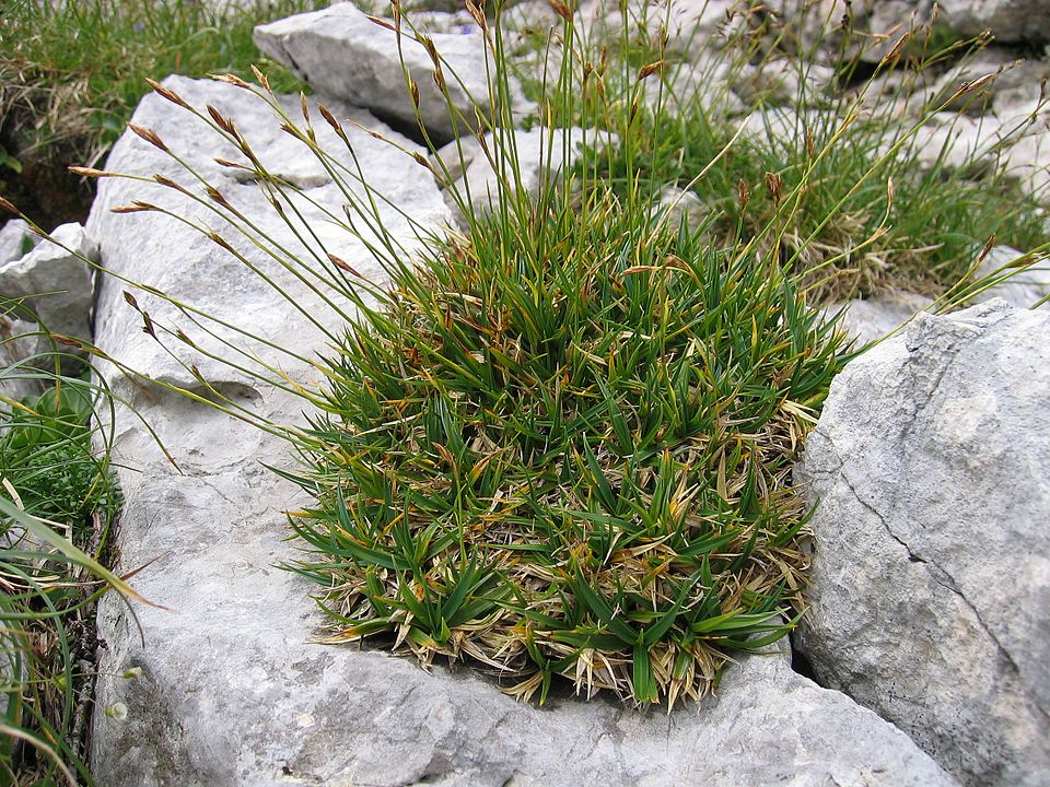 Carex firma (firm sedge) (alternate view 8)