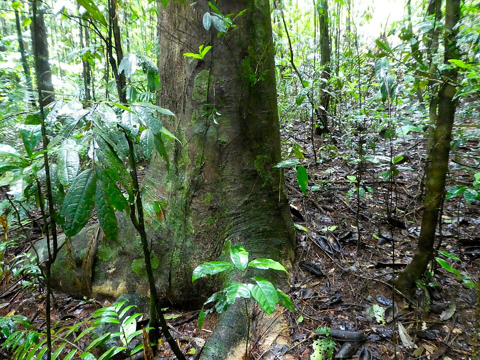 Castanospermum australe (Blackbean) (alternate view 7)