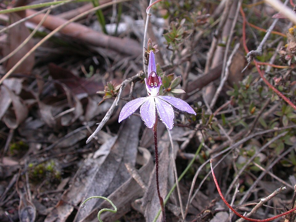 Caladenia fuscata (Dusky Fingers) (alternate view 10)