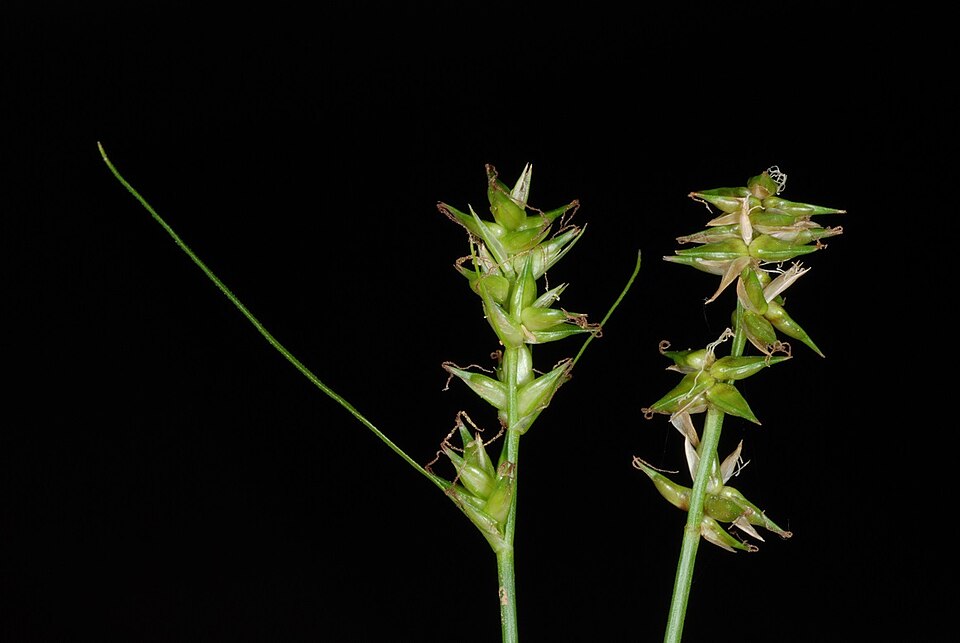 Carex texensis (Texas Sedge) (alternate view 5)
