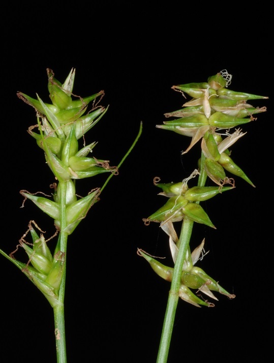 Carex texensis (Texas Sedge) (alternate view 6)