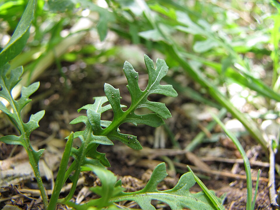 Sisymbrium irio (London rocket) (alternate view 8)