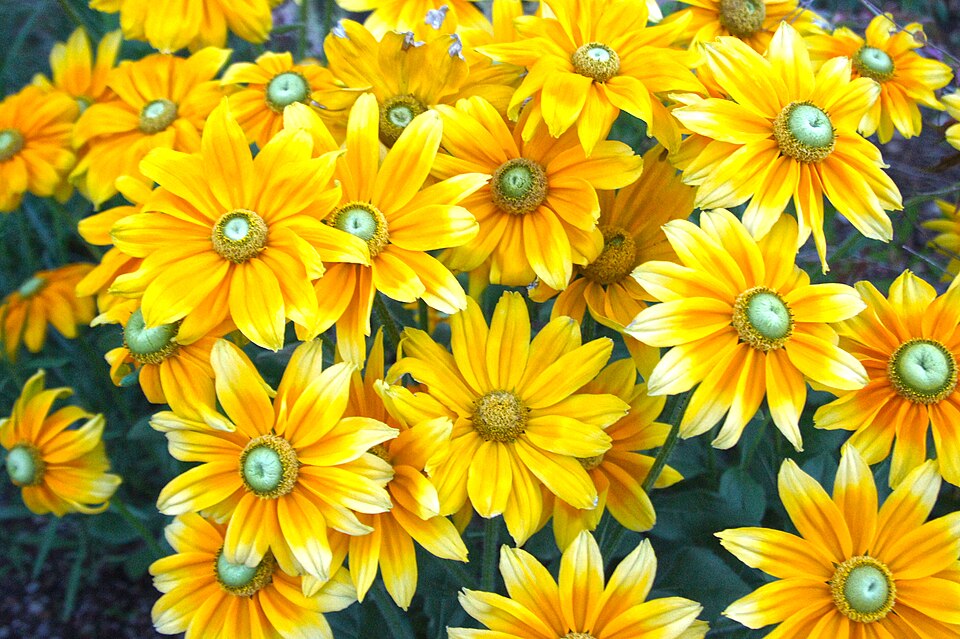 Rudbeckia hirta 'Prairie Sun' (Prairie Sun Rudbeckia) (alternate view 2)