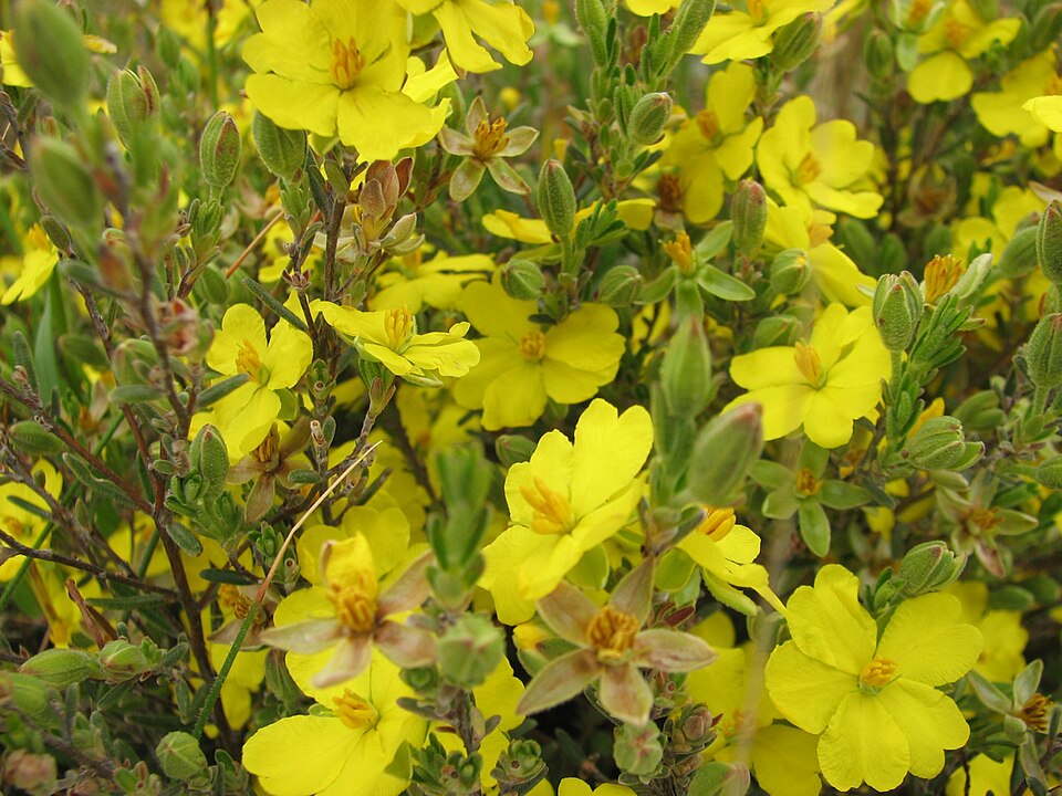 Hibbertia riparia (Erect Guinea-flower) (alternate view 6)