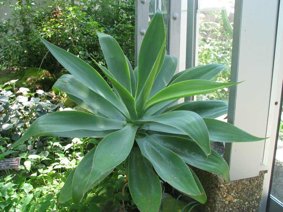 Agave attenuata (Fox Tail Agave) (alternate view 6)