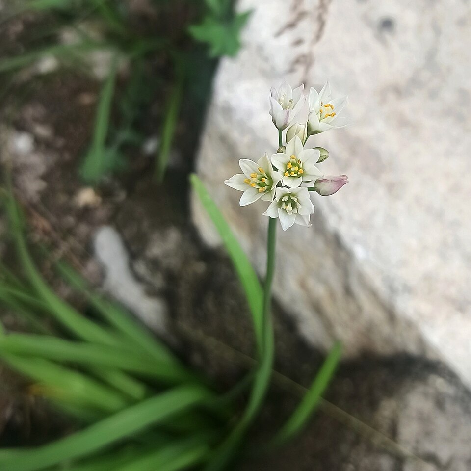 Nothoscordum (alternate view 3)