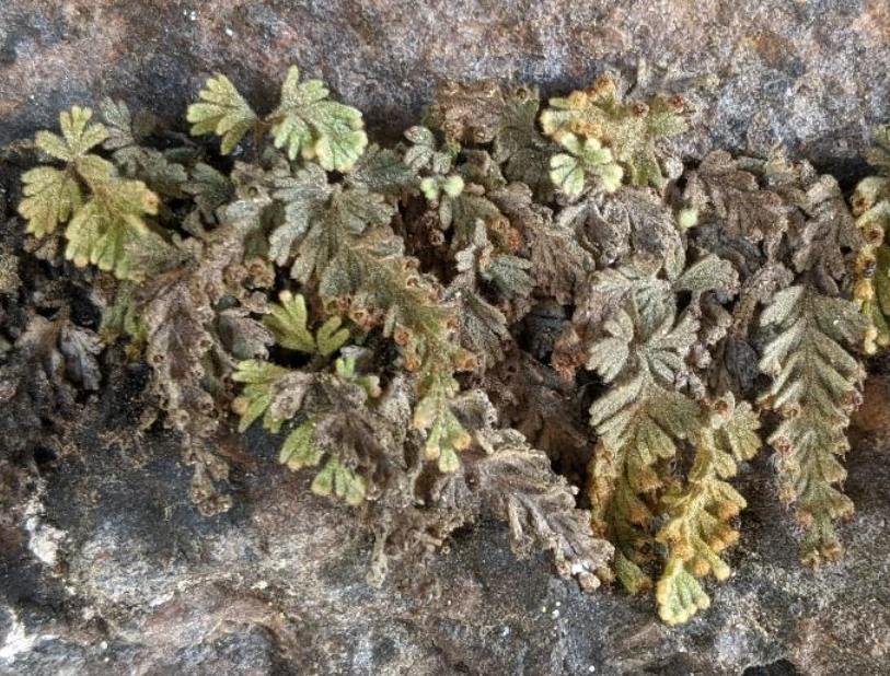 Hymenophyllum (filmy ferns) (alternate view 2)