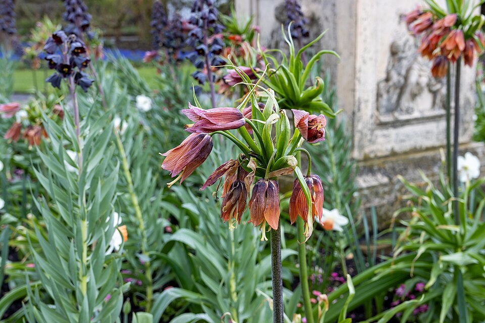 Fritillaria (Fritillaries) (alternate view 2)