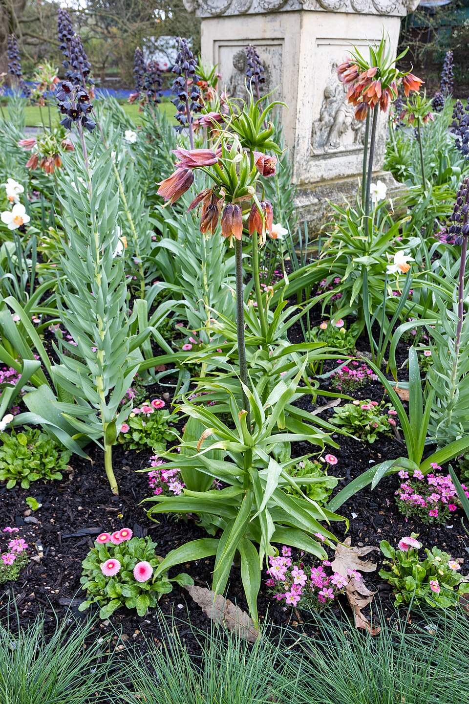 Fritillaria (Fritillaries) (alternate view 3)