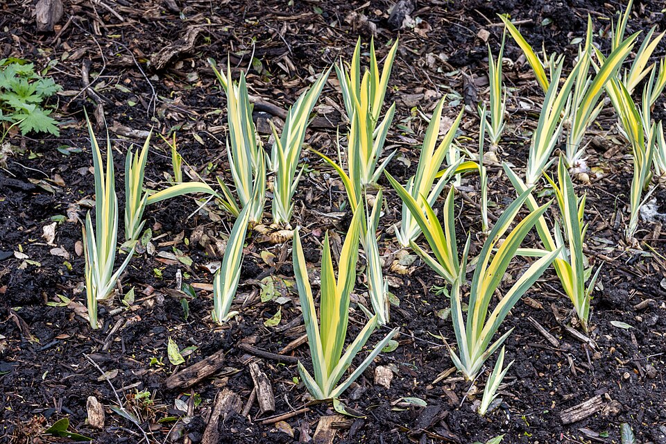 Iris pallida 'Variegata' (Variegated Sweet Iris) (alternate view 2)