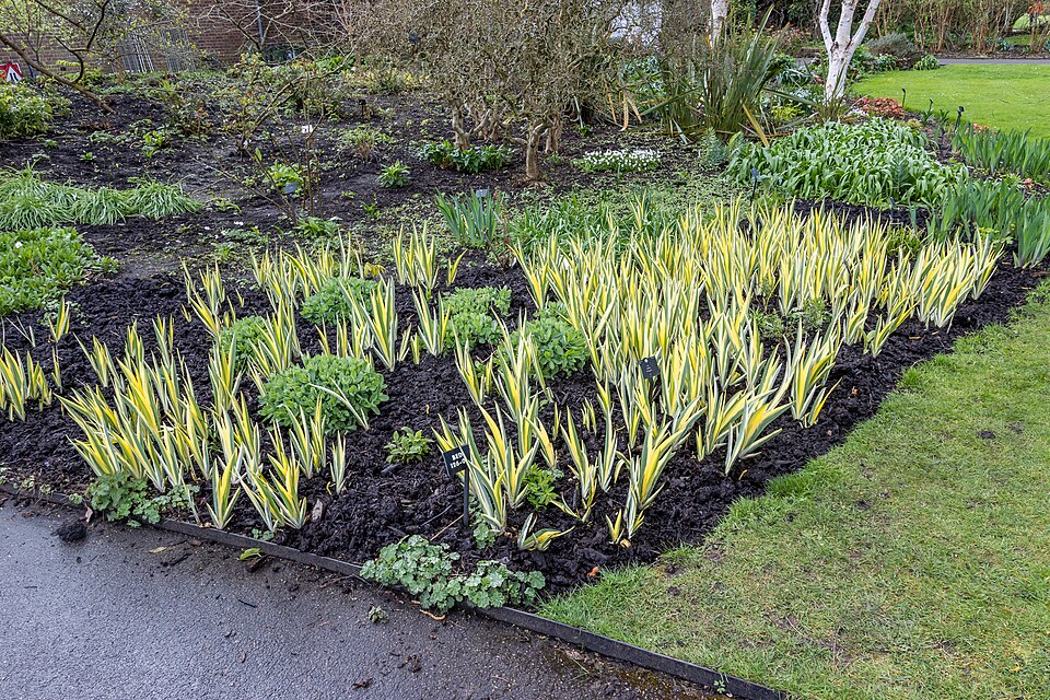 Iris pallida 'Variegata' (Variegated Sweet Iris) (alternate view 3)
