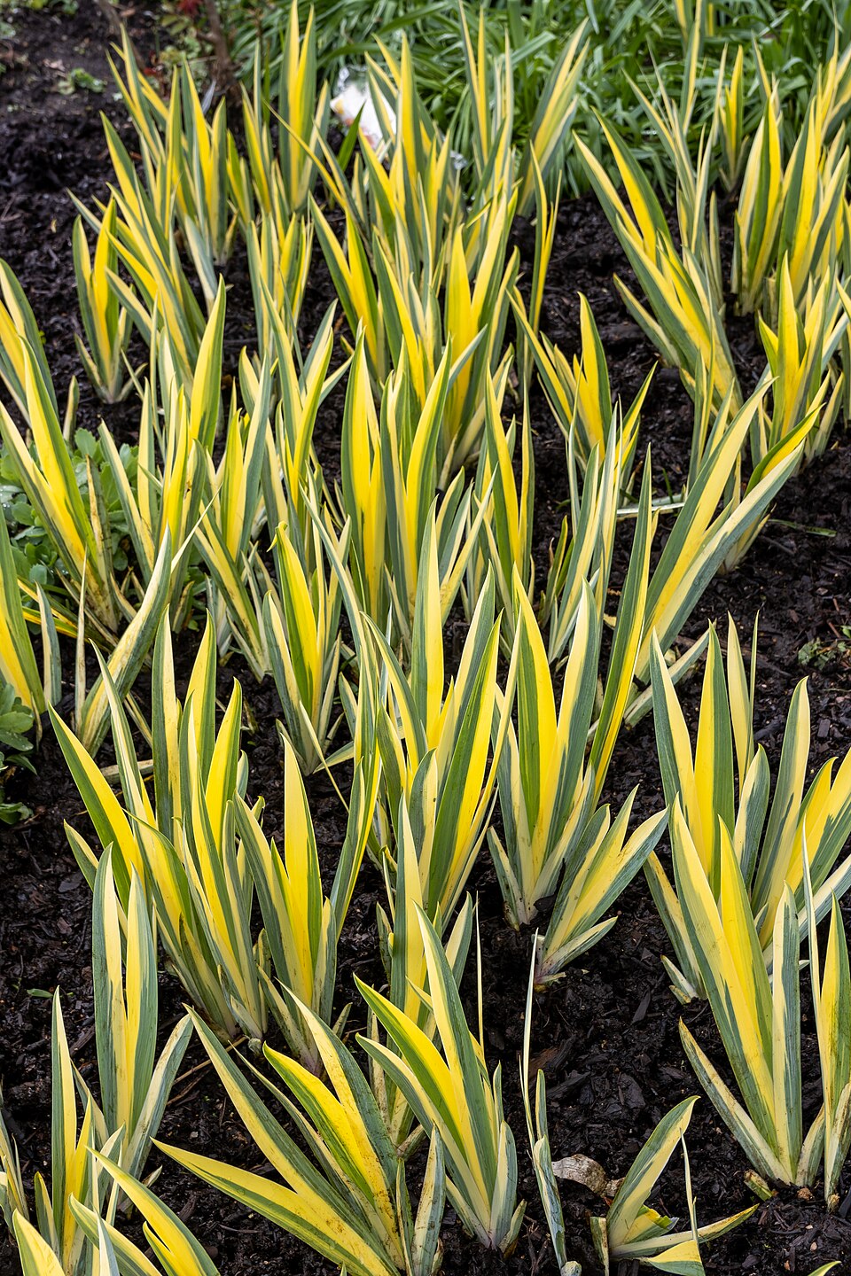 Iris pallida 'Variegata' (Variegated Sweet Iris) (alternate view 4)