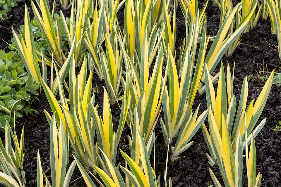 Iris pallida 'Variegata' (Variegated Sweet Iris) (alternate view 5)